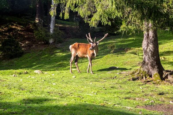 Ciervos silvestres en el bosque —  Fotos de Stock