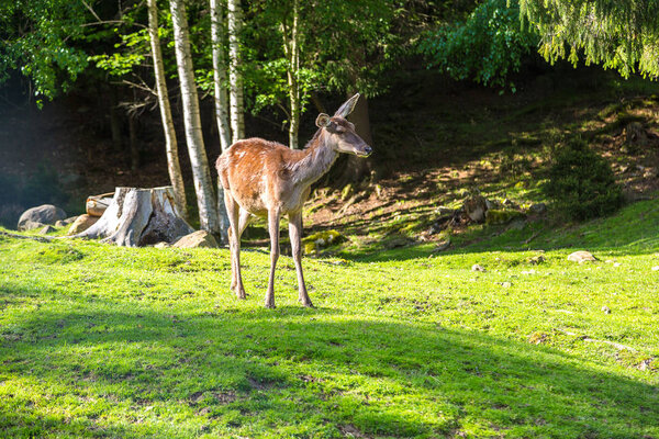 Wild fawn in a forest in a beautiful summer day