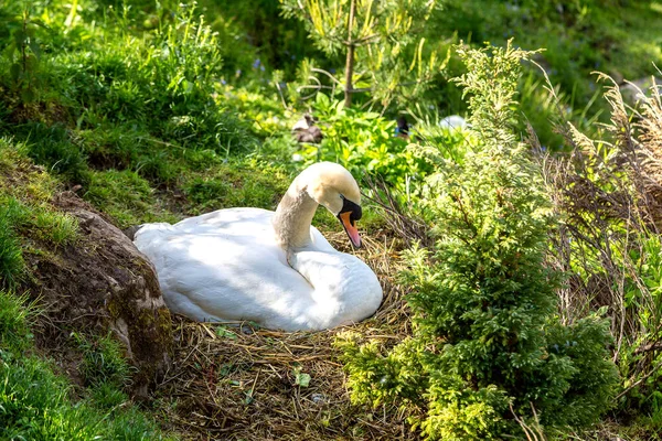 Cisne branco no ninho — Fotografia de Stock