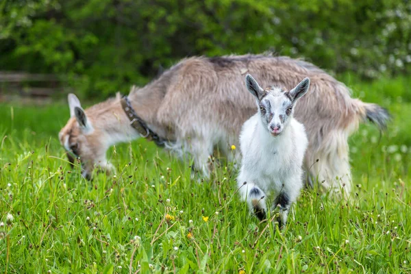 Uma cabra e yeanling — Fotografia de Stock