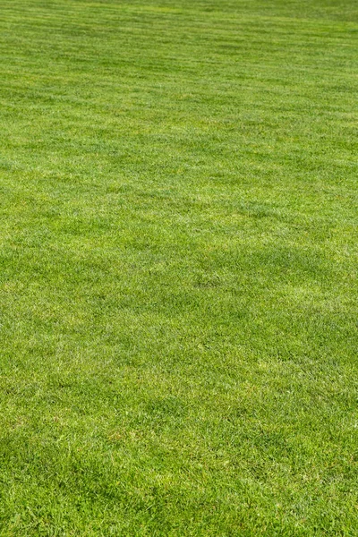 Grass background texture — Stock Photo, Image