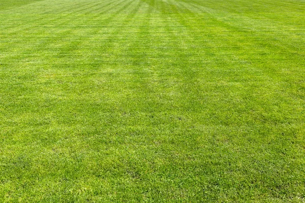 Gras Hintergrund Textur — Stockfoto