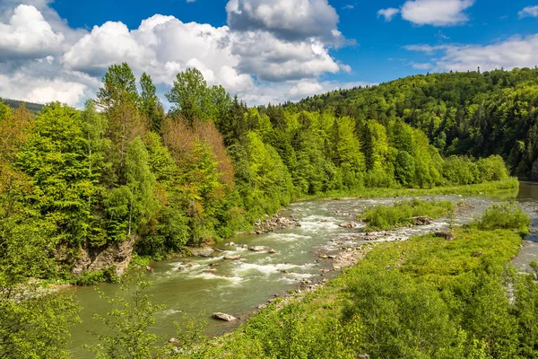 Karpat ormanlarındaki dağ nehri