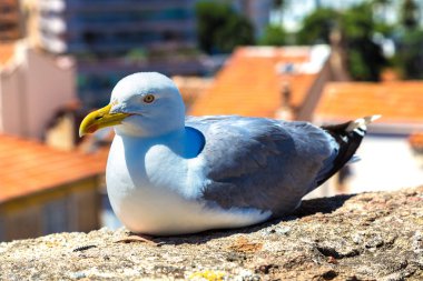 Martı duvar Cannes