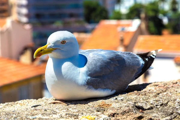 Seagull on wall in Cannes — Stock Photo, Image