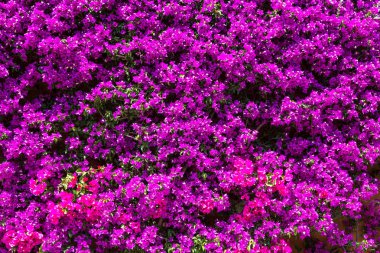 Mor Begonviller çiçekler