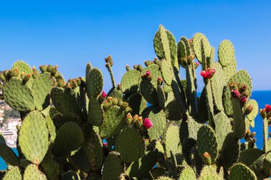 Çiçekli vahşi kaktüs