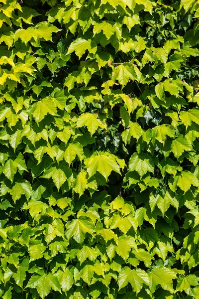 Yeşil yapraklar duvarı 