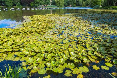 Nilüfer yaprağı Gölü