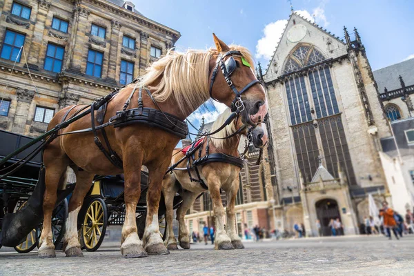 アムステルダムの馬キャリッジ — ストック写真
