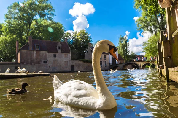 Swan in Bruges canal — Stock Photo, Image