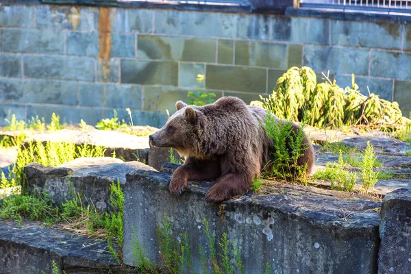베른의 곰 구 덩이 — 스톡 사진