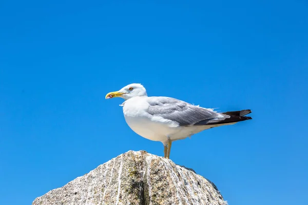 Seagull tegen blauwe hemel — Stockfoto