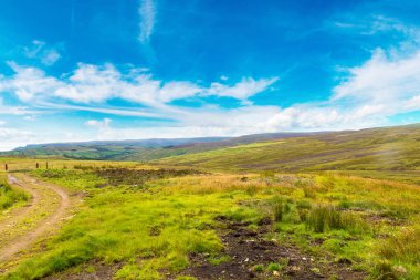 Çiçek açan heather alanlarında