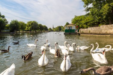 Kuğu ve ördekler Nehri üzerinde 