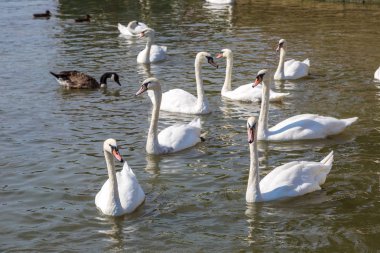 Kuğu ve ördekler Nehri üzerinde 
