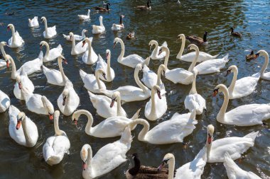 Kuğu ve ördekler Nehri üzerinde 