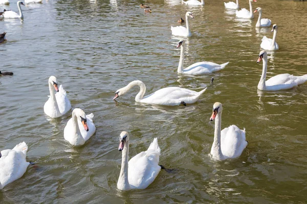 Swans and ducks on river — Stock Photo, Image