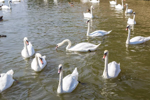 白鳥し、アヒルの川の — ストック写真