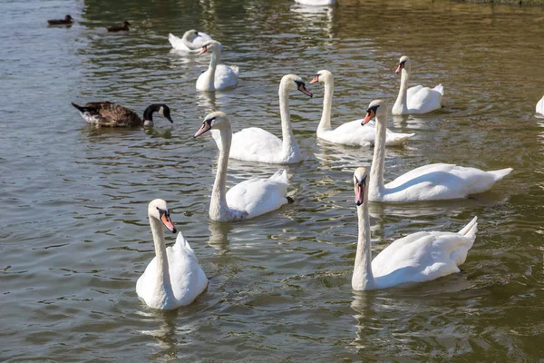 Swans and ducks on river — Stock Photo, Image