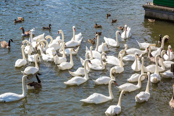 Swans and ducks on river — Stock Photo, Image