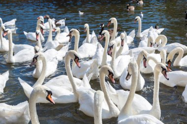 Kuğu ve ördekler Nehri üzerinde 