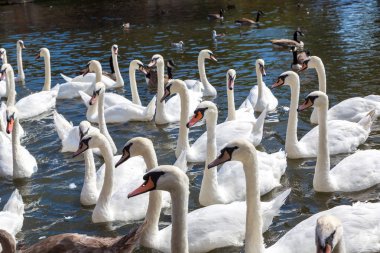 Kuğu ve ördekler Nehri üzerinde 