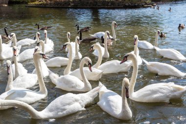 Kuğu ve ördekler Nehri üzerinde 