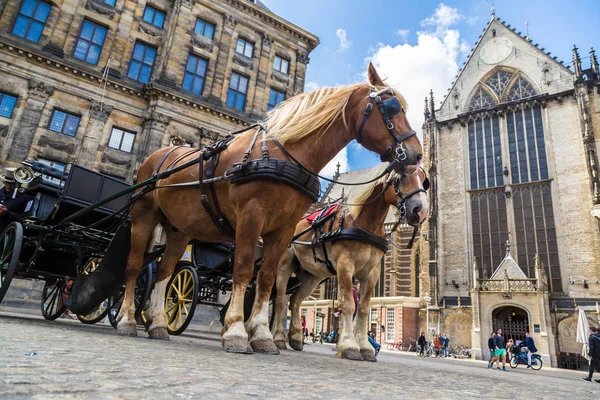 El carro de caballos en Amsterdam — Foto de Stock