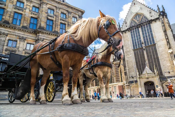 El carro de caballos en Amsterdam — Foto de Stock