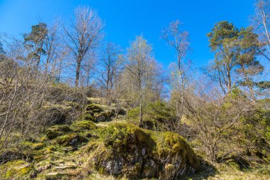 Norveç'te güzel orman