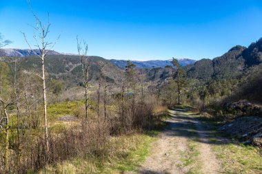 Norveç'te güzel orman