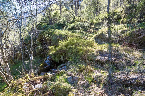 Beautiful forest in Norway — Stock Photo, Image