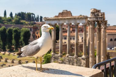 Martı ve Forum Roma kalıntıları