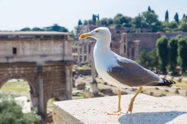 Martı ve Forum Roma kalıntıları