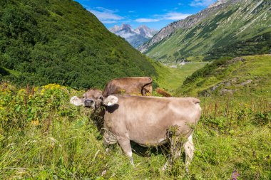 Alpler'de otlayan inekler