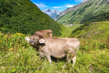 Alpler'de otlayan inekler