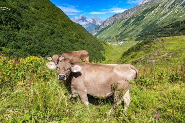Alpler'de otlayan inekler