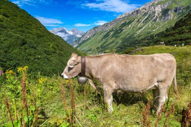 Alpler'de otlatma inek