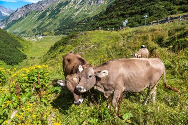 Alpler'de otlayan inekler