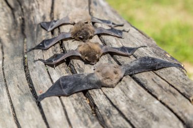 Yarasalar bir yaz günde gurup