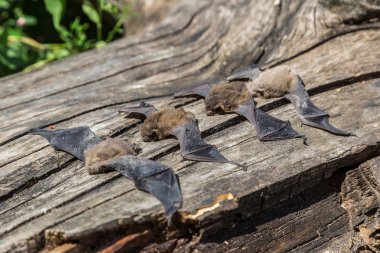 Yarasalar bir yaz günde gurup