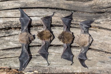 Yarasalar bir yaz günde gurup