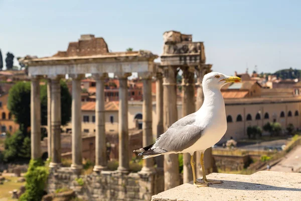 Martı ve Forum Roma kalıntıları