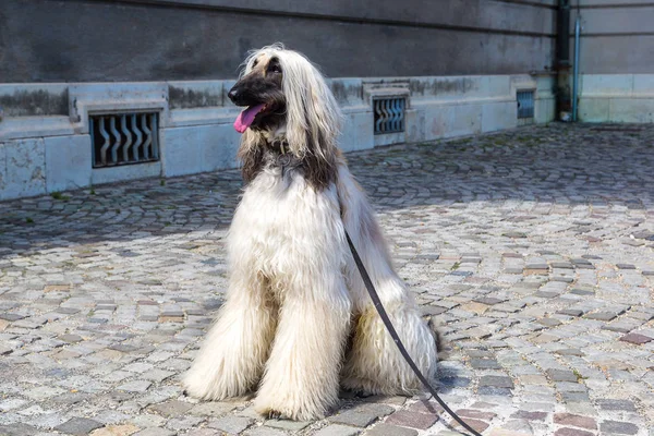 Afghan Hound in a summer day — Stock Photo, Image