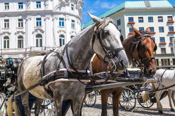 Horse carriage in Vienna — Stockfoto