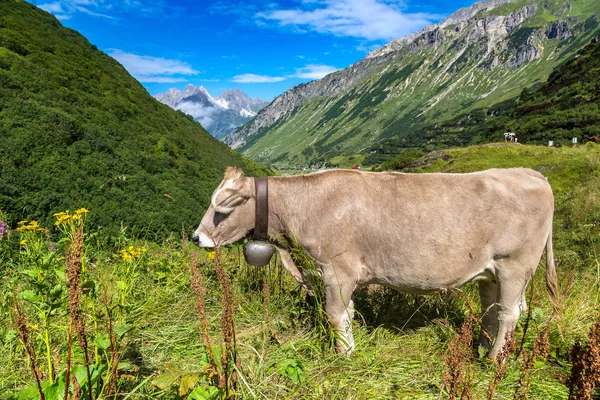 Alpler'de otlatma inek