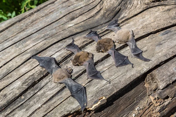 Group of bats in a summer day — Stock Photo, Image