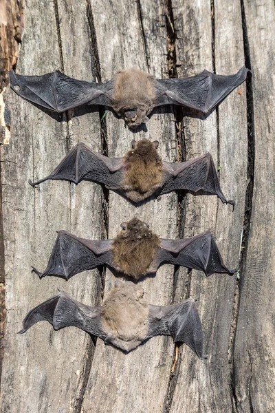 Group of bats in a summer day — Stock Photo, Image