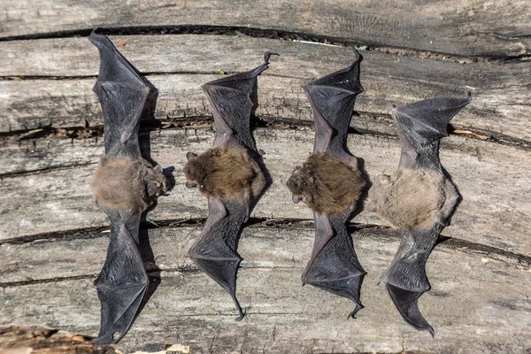 Group of bats in a summer day — Stock Photo, Image